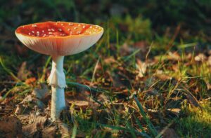 лікувальні гриби